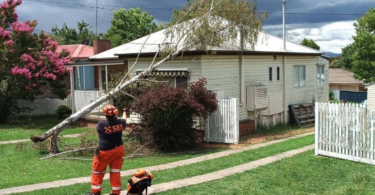 SES FB Photo depicting SES Employee clearing Storm damaged Birch tree