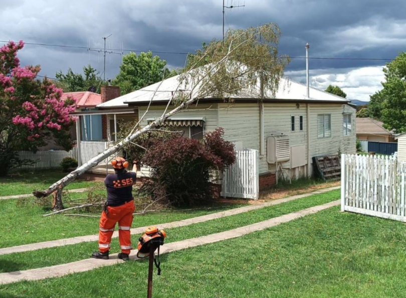 SES FB Photo depicting SES Employee clearing Storm damaged Birch tree